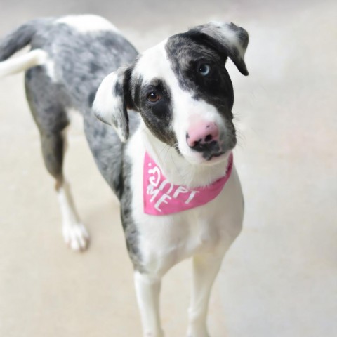 Stella, an adoptable Mixed Breed in Kailua Kona, HI, 96740 | Photo Image 1