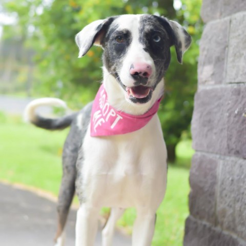 Stella, an adoptable Mixed Breed in Kailua Kona, HI, 96740 | Photo Image 2