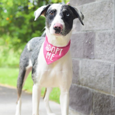 Stella, an adoptable Mixed Breed in Kailua Kona, HI, 96740 | Photo Image 3