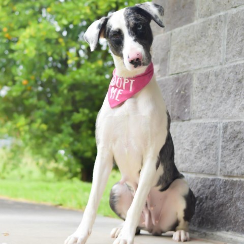 Stella, an adoptable Mixed Breed in Kailua Kona, HI, 96740 | Photo Image 4