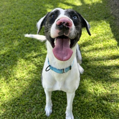 Stella, an adoptable Mixed Breed in Kailua Kona, HI, 96740 | Photo Image 5