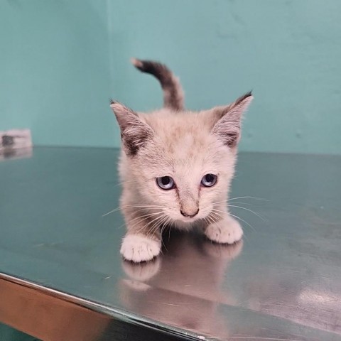 Dahlia, an adoptable Domestic Short Hair in Guaynabo, PR, 00969 | Photo Image 1