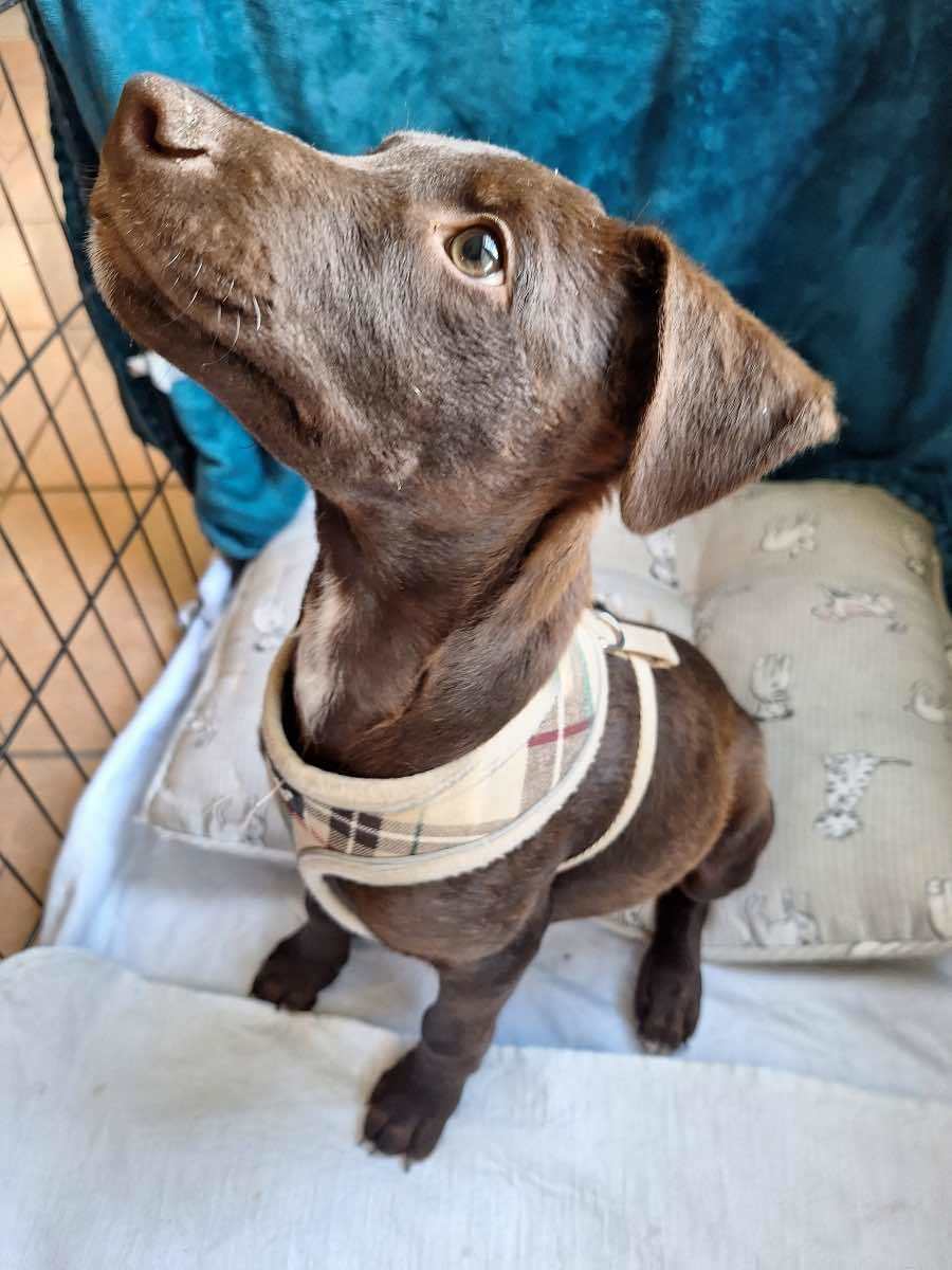 Toby, an adoptable Labrador Retriever in Midway, UT, 84049 | Photo Image 2