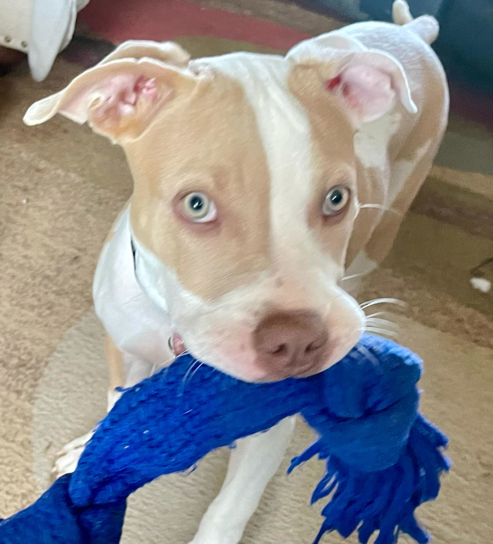 sky, an adoptable Pit Bull Terrier in Midway, UT, 84049 | Photo Image 1