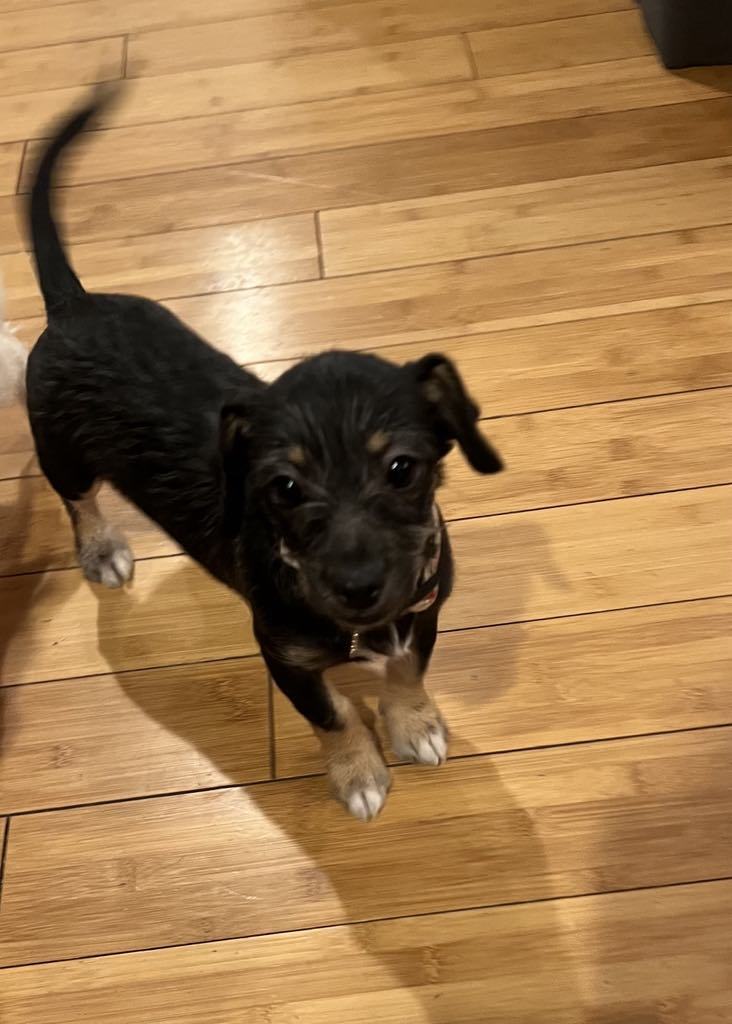 Cardi, an adoptable Chihuahua, Jack Russell Terrier in Midway, UT, 84049 | Photo Image 1