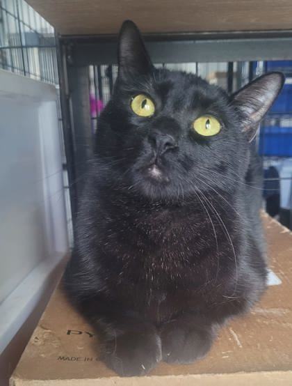 Ebony