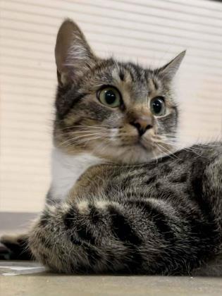 Brianna(Foster Needed)