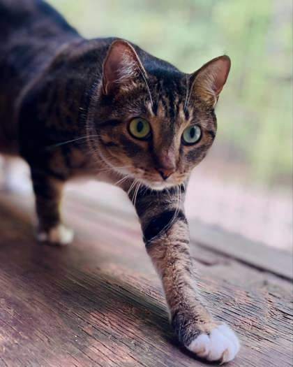 Brianna(Foster Needed)