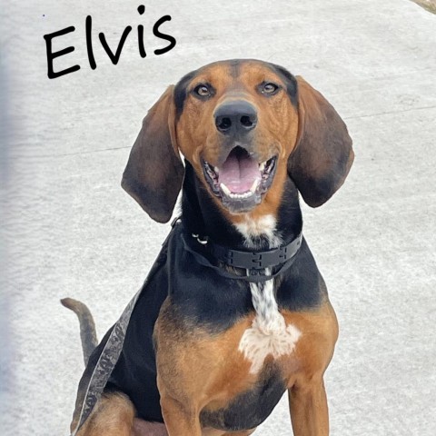 Elvis 240654, an adoptable Hound in Escanaba, MI, 49829 | Photo Image 1