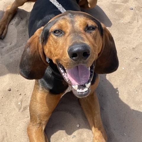 Elvis 240654, an adoptable Hound in Escanaba, MI, 49829 | Photo Image 1