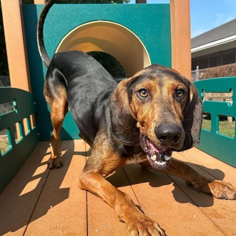 Elvis 240654, an adoptable Hound in Escanaba, MI, 49829 | Photo Image 4