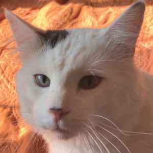 Jerry Domestic Medium Hair Cat