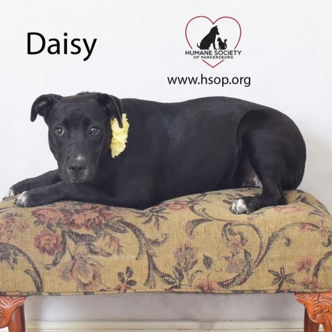 Daisy 6