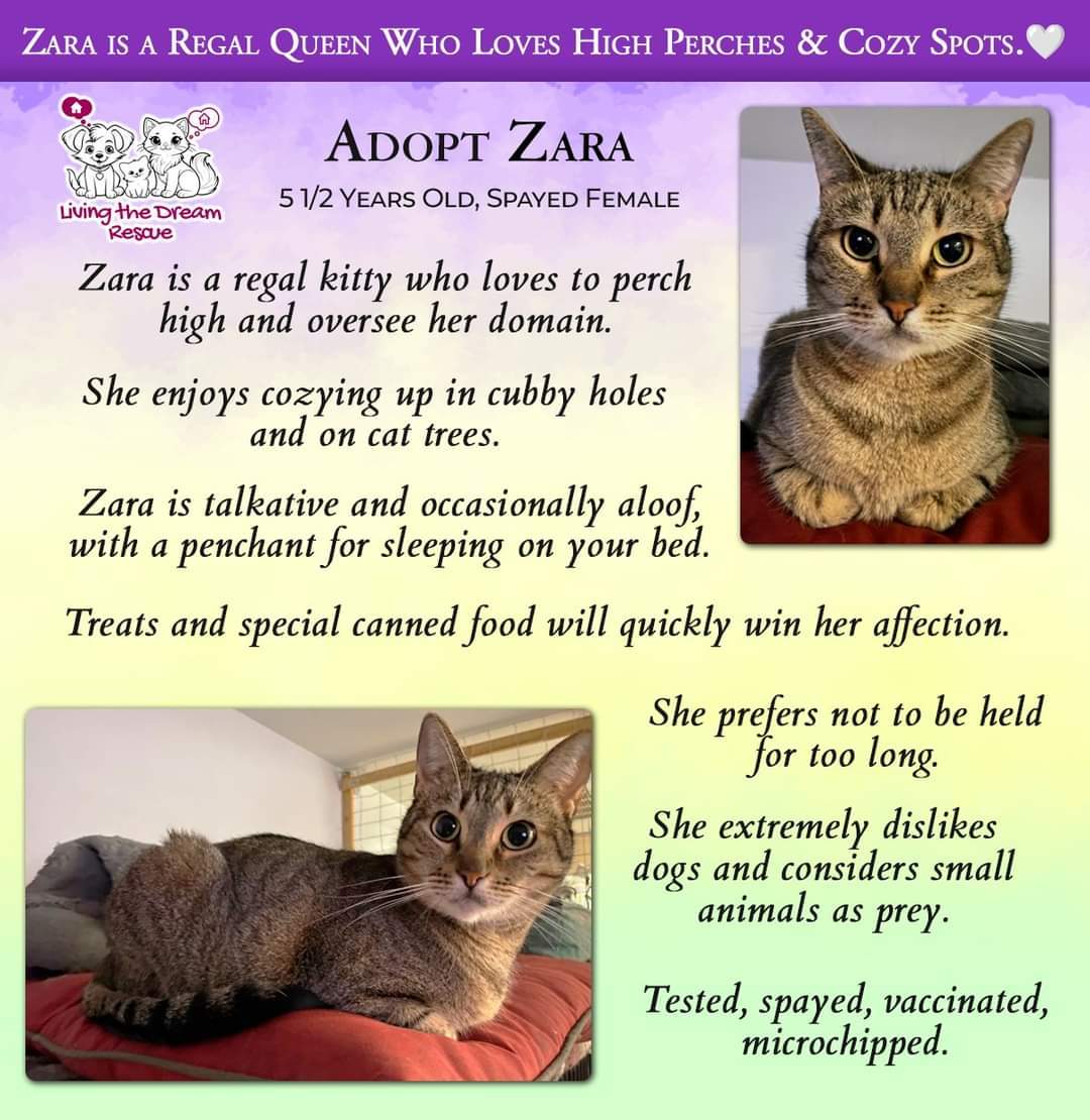 Zara, an adoptable Domestic Short Hair in Phoenix, AZ, 85023 | Photo Image 1