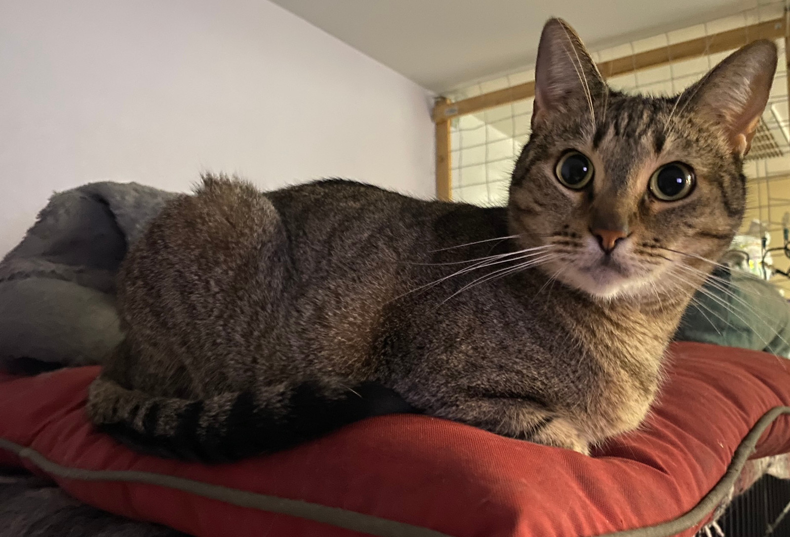 Zara, an adoptable Domestic Short Hair in Phoenix, AZ, 85023 | Photo Image 2