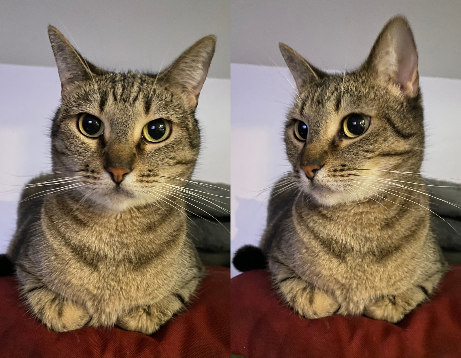 Zara, an adoptable Domestic Short Hair in Phoenix, AZ, 85023 | Photo Image 3