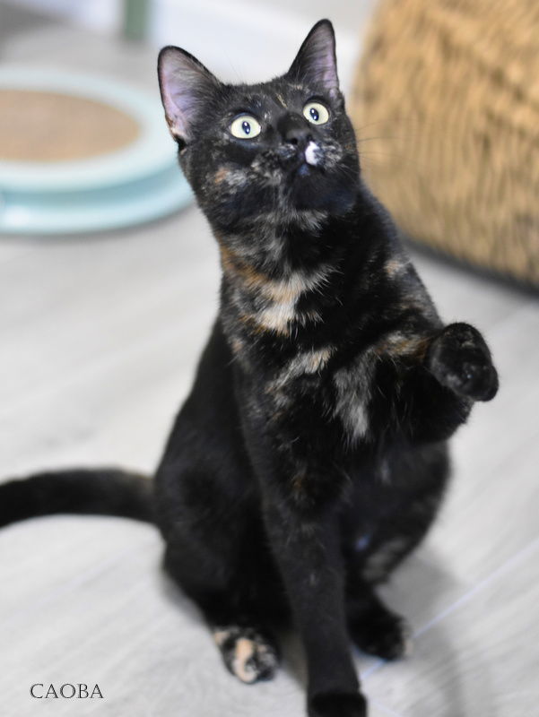 Cat for adoption Caoba, a Domestic Short Hair & Tortoiseshell Mix in