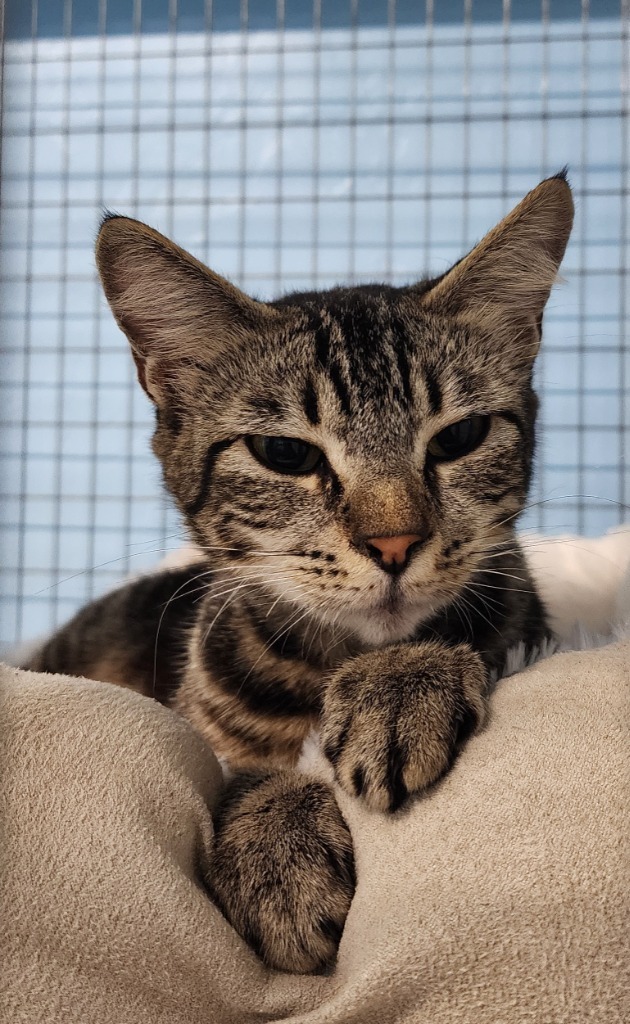 Laney Wilson, an adoptable Domestic Short Hair in Gold Beach, OR, 97444 | Photo Image 1