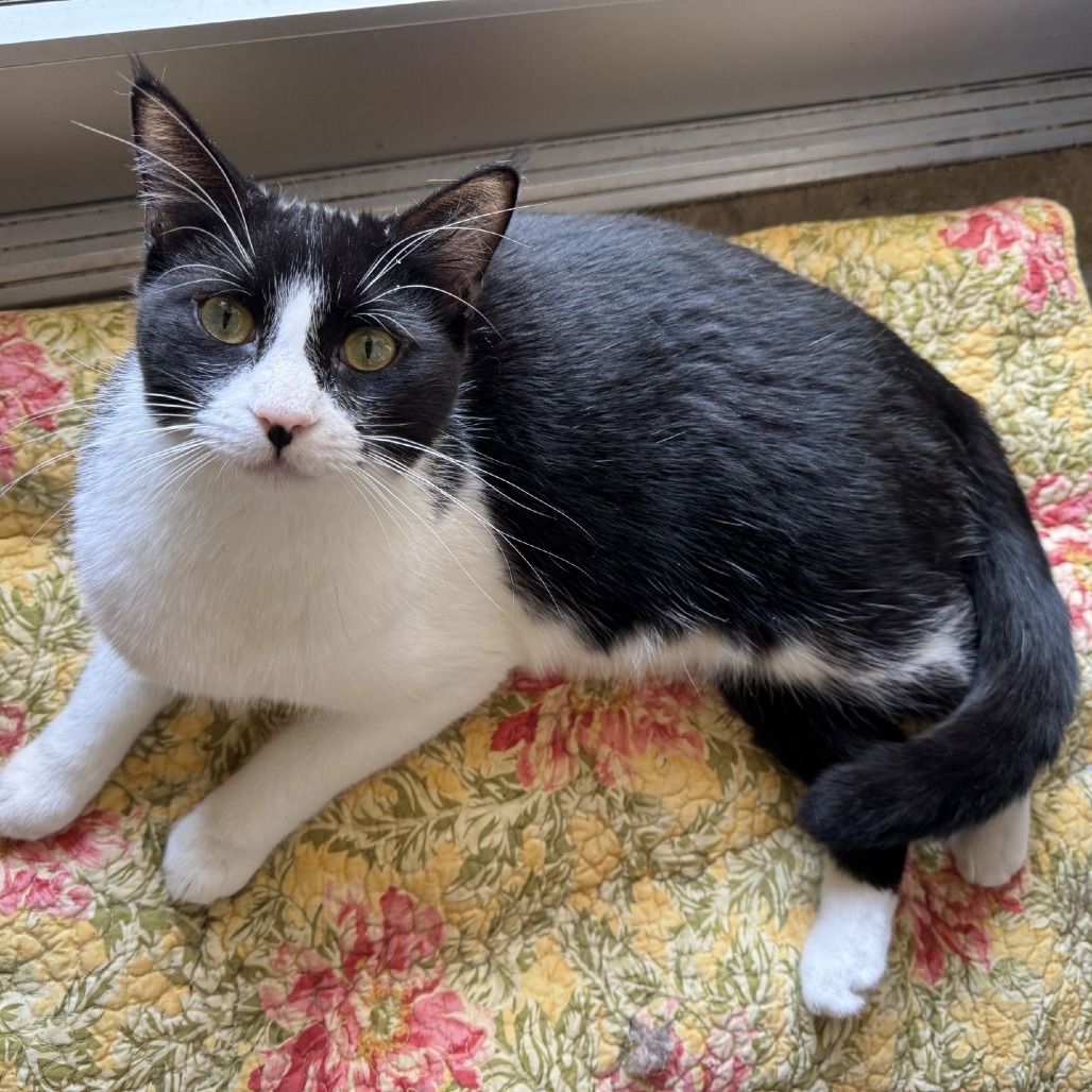 Bean, an adoptable Domestic Short Hair in Fredericksburg, TX, 78624 | Photo Image 1