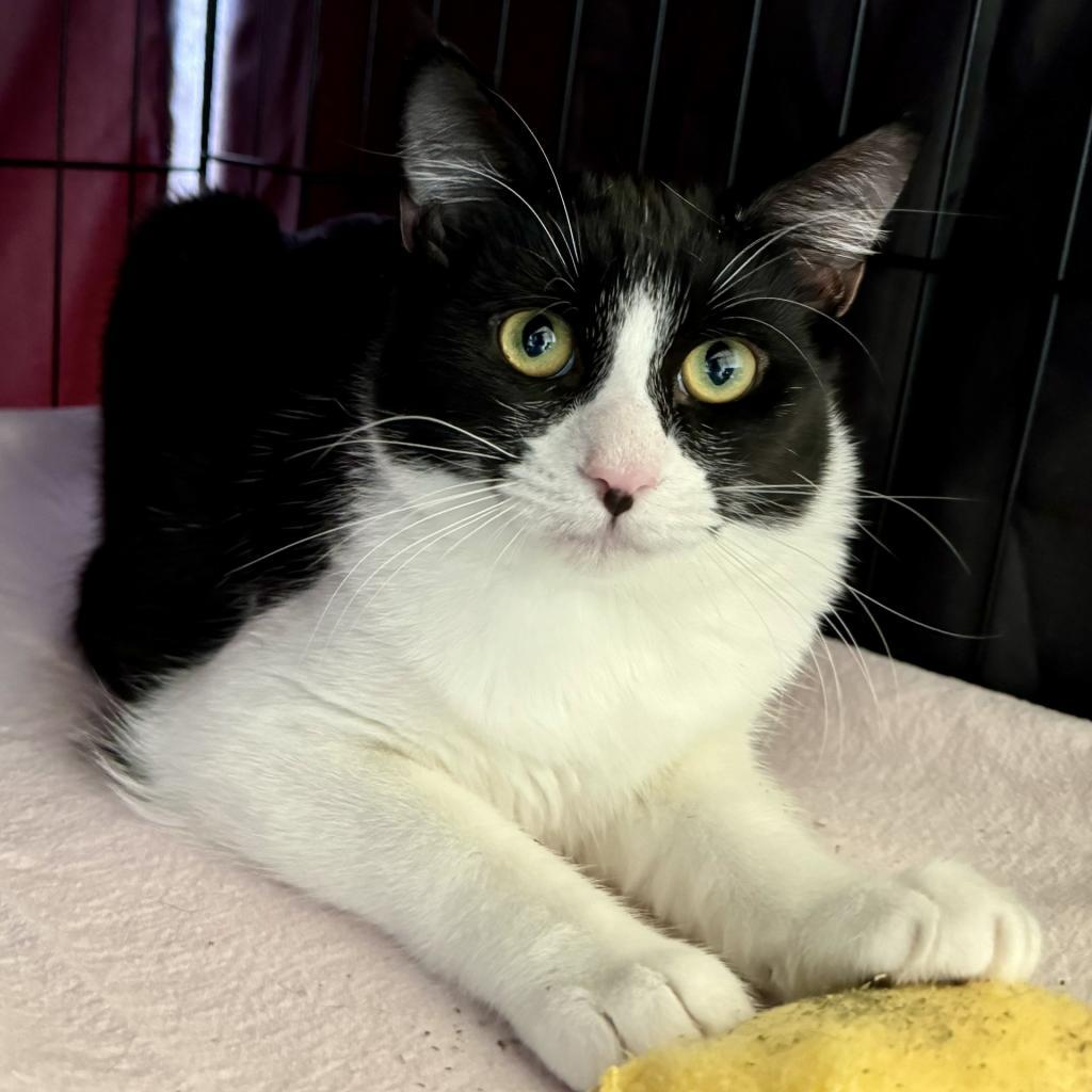 Bean, an adoptable Domestic Short Hair in Fredericksburg, TX, 78624 | Photo Image 2