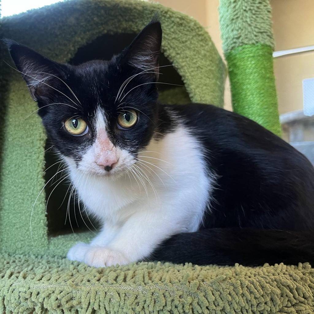 Bean, an adoptable Domestic Short Hair in Fredericksburg, TX, 78624 | Photo Image 3