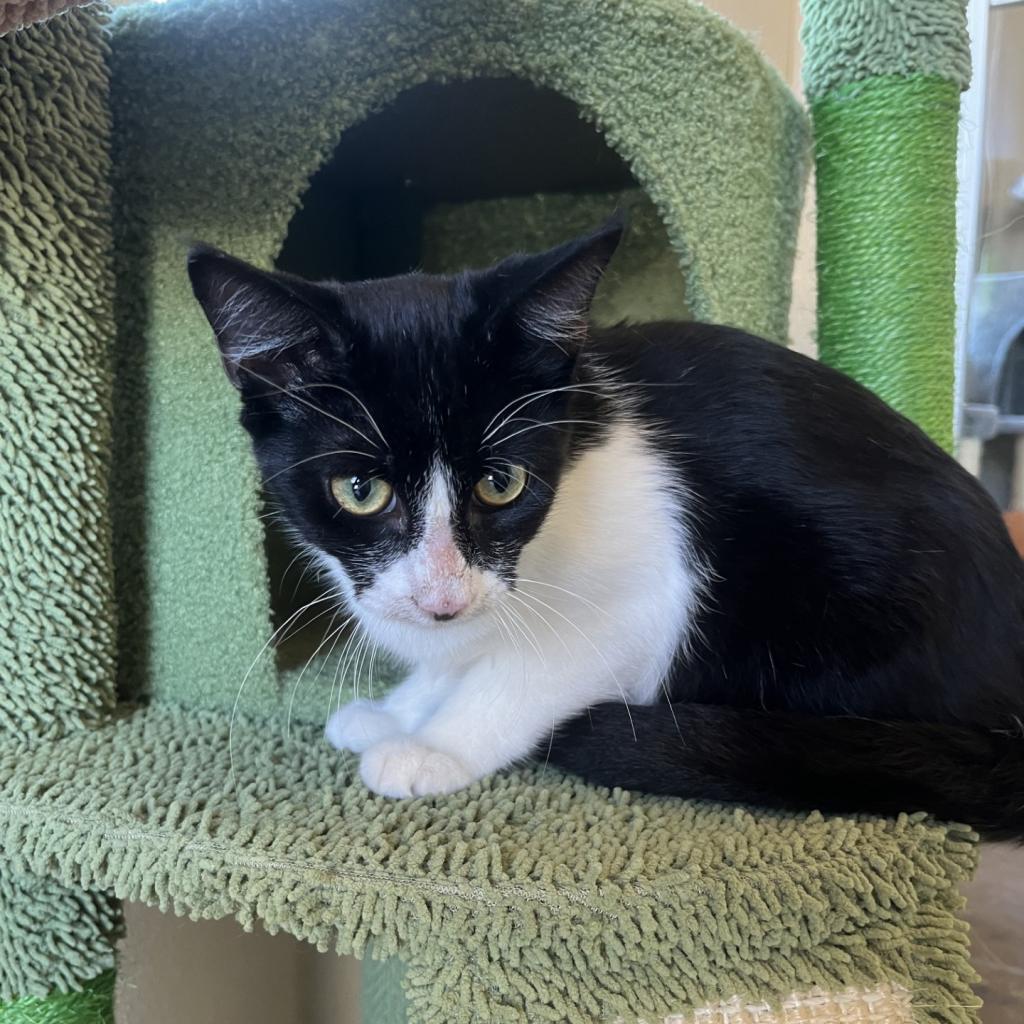 Bean, an adoptable Domestic Short Hair in Fredericksburg, TX, 78624 | Photo Image 4