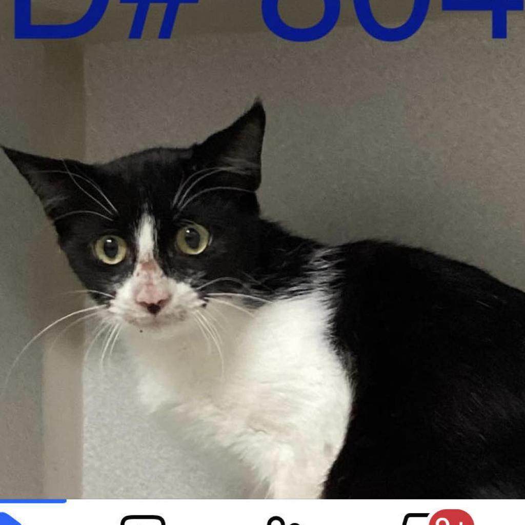 Bean, an adoptable Domestic Short Hair in Fredericksburg, TX, 78624 | Photo Image 5