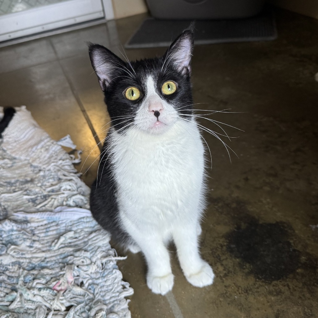 Bean, an adoptable Domestic Short Hair in Fredericksburg, TX, 78624 | Photo Image 6
