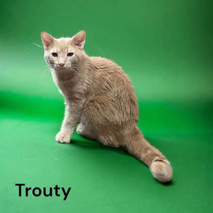 Trouty 1