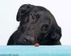 Bear - M photo 3
