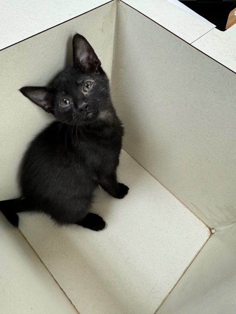 Lexie, an adoptable American Shorthair in Seminole, OK, 74818 | Photo Image 2