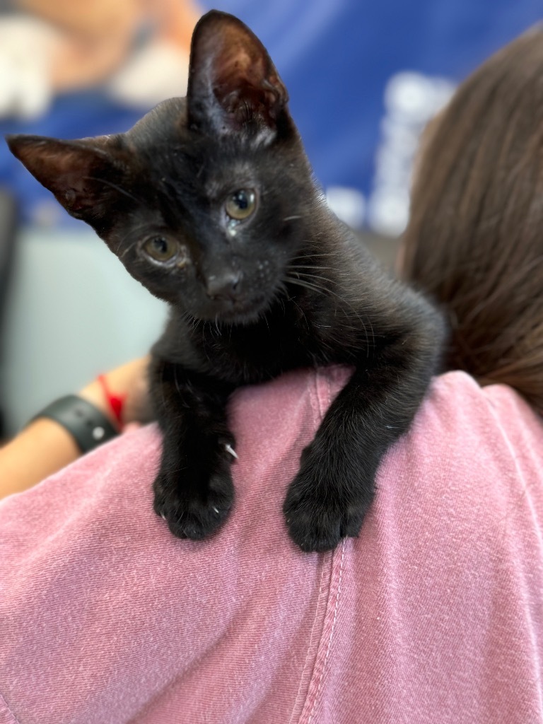 Lexie, an adoptable American Shorthair in Seminole, OK, 74818 | Photo Image 3