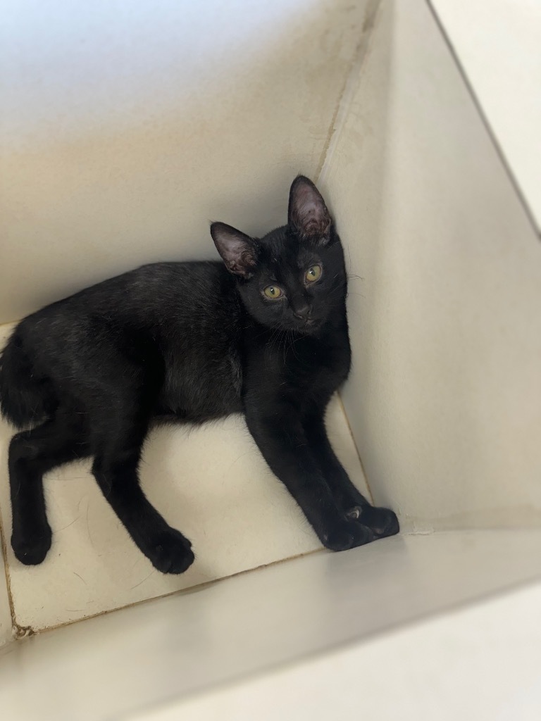 Lexie, an adoptable American Shorthair in Seminole, OK, 74818 | Photo Image 4