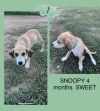 snoopy photo 2