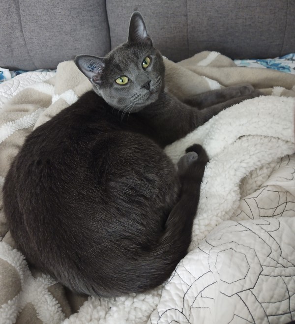 Cat for adoption Tom, a Domestic Short Hair Mix in Winnipeg, MB