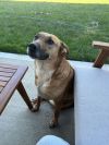 Jellybean photo 3