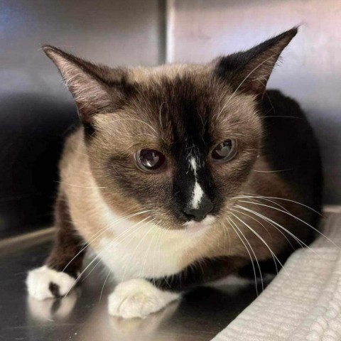 Panda, an adoptable Siamese, Snowshoe in Fort Lauderdale, FL, 33348 | Photo Image 2