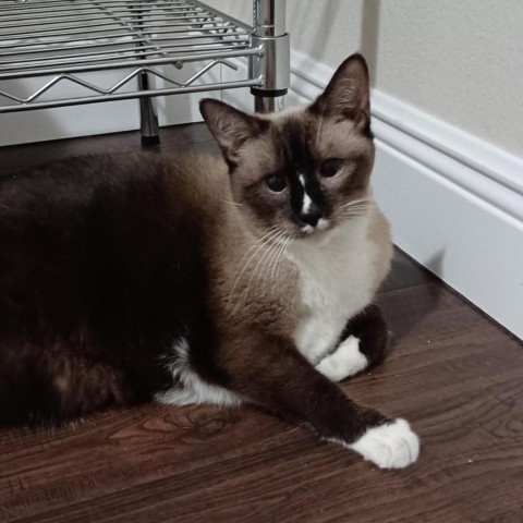 Panda, an adoptable Siamese, Snowshoe in Fort Lauderdale, FL, 33348 | Photo Image 3