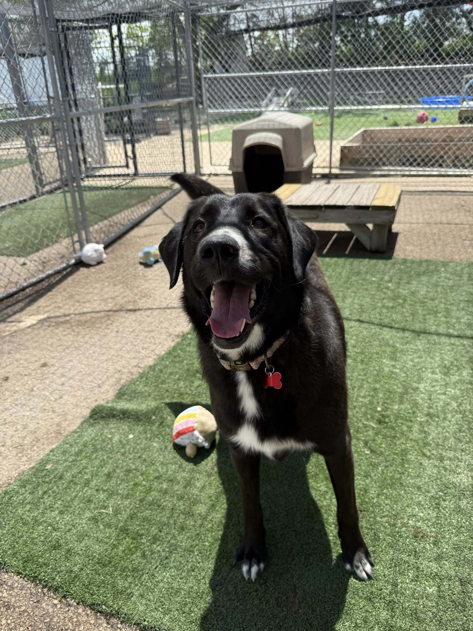 Greta, an adoptable Labrador Retriever, Great Pyrenees in Cedar Rapids, IA, 52405 | Photo Image 1