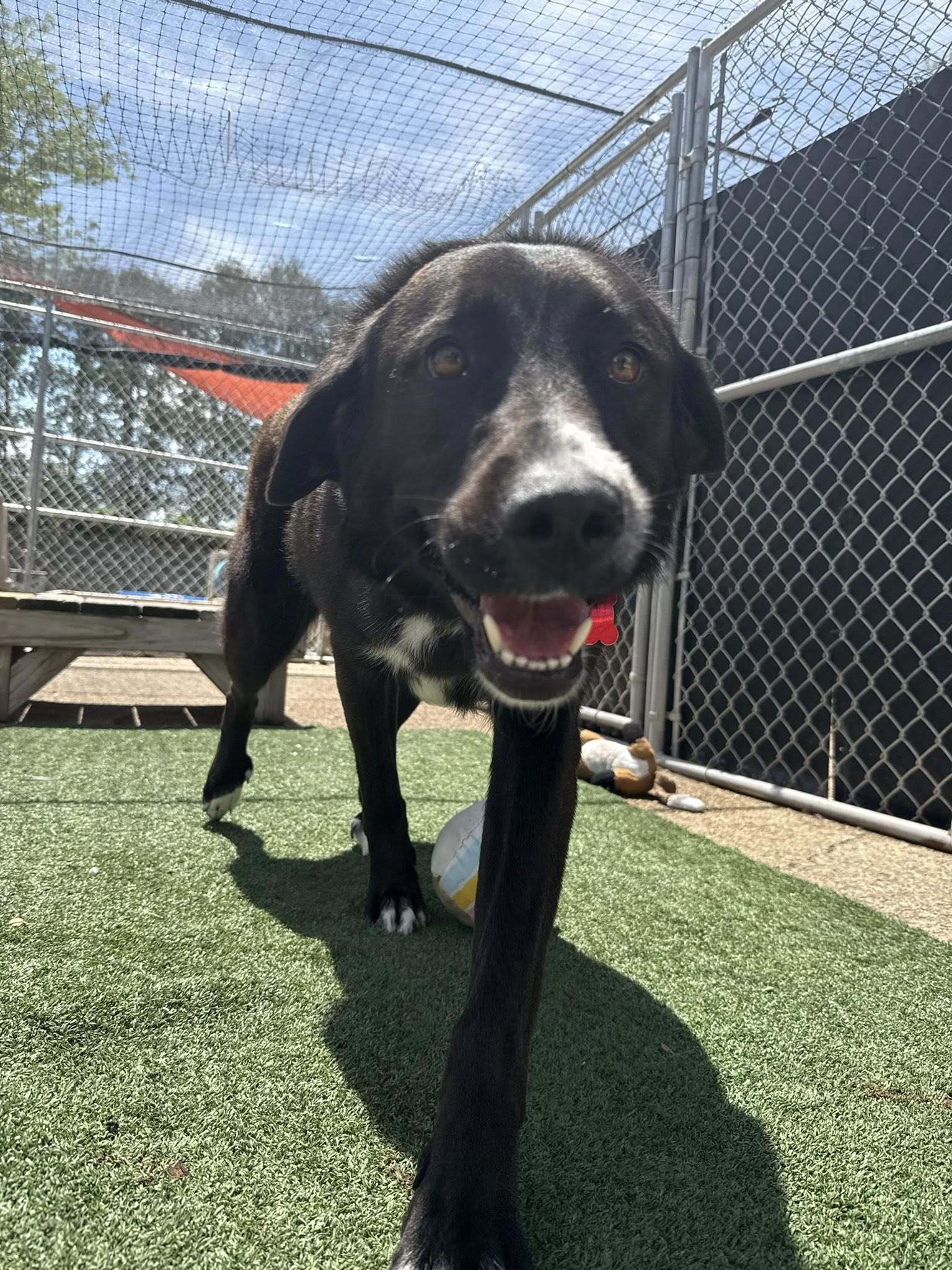 Greta, an adoptable Labrador Retriever, Great Pyrenees in Cedar Rapids, IA, 52405 | Photo Image 2