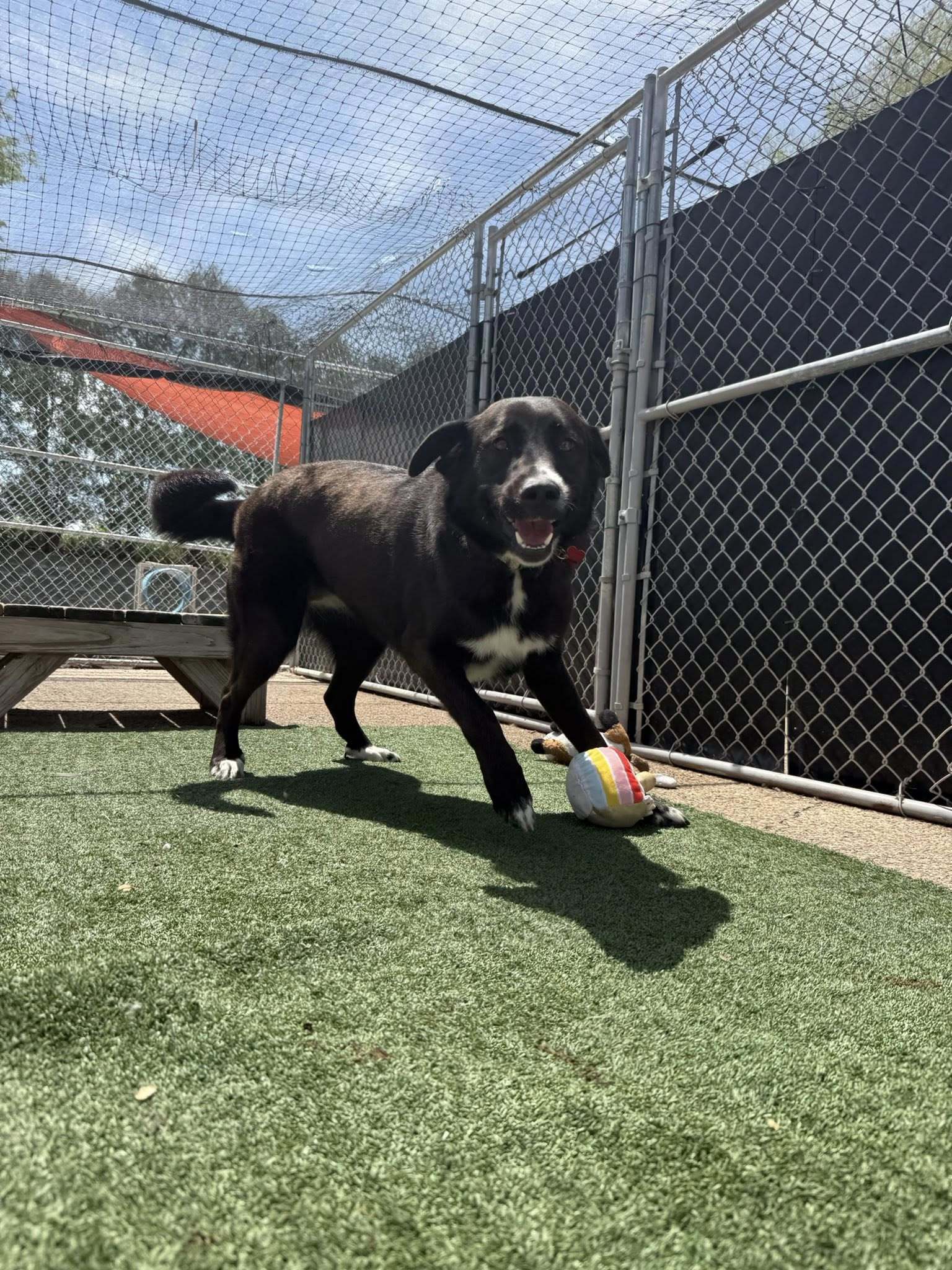 Greta, an adoptable Labrador Retriever, Great Pyrenees in Cedar Rapids, IA, 52405 | Photo Image 3