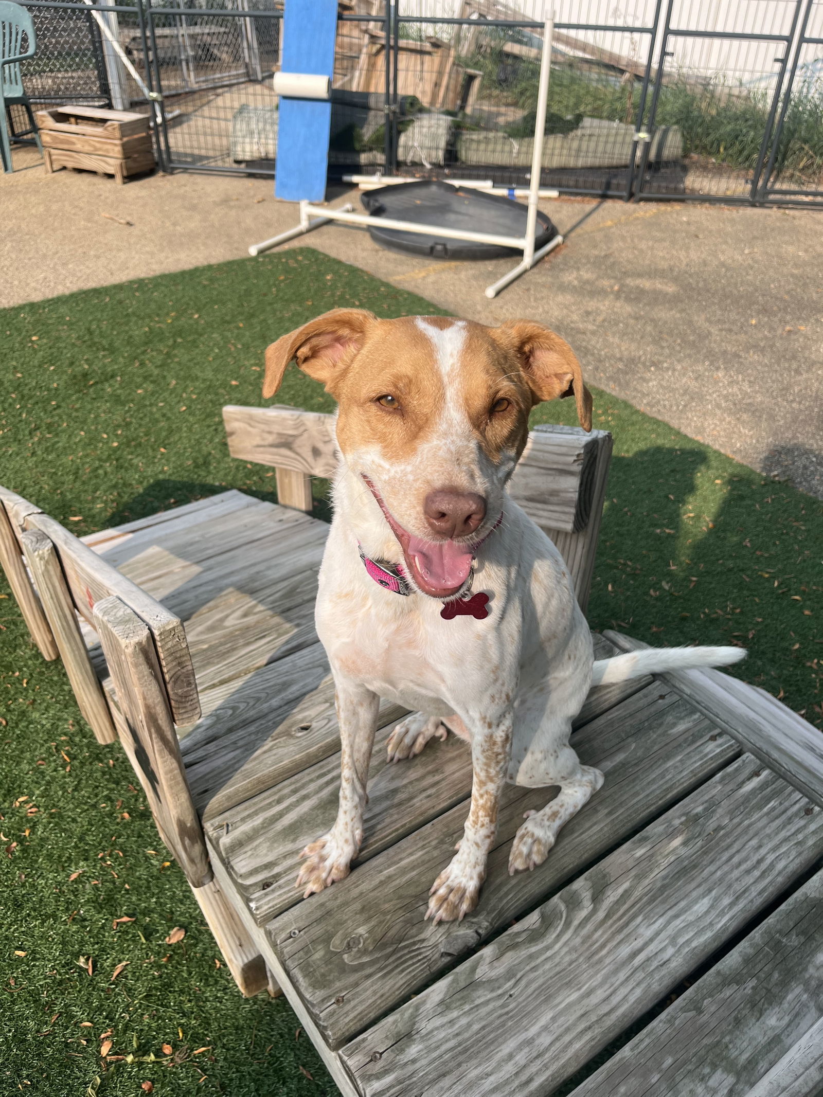 Billie, an adoptable Labrador Retriever, Australian Cattle Dog / Blue Heeler in Cedar Rapids, IA, 52405 | Photo Image 1