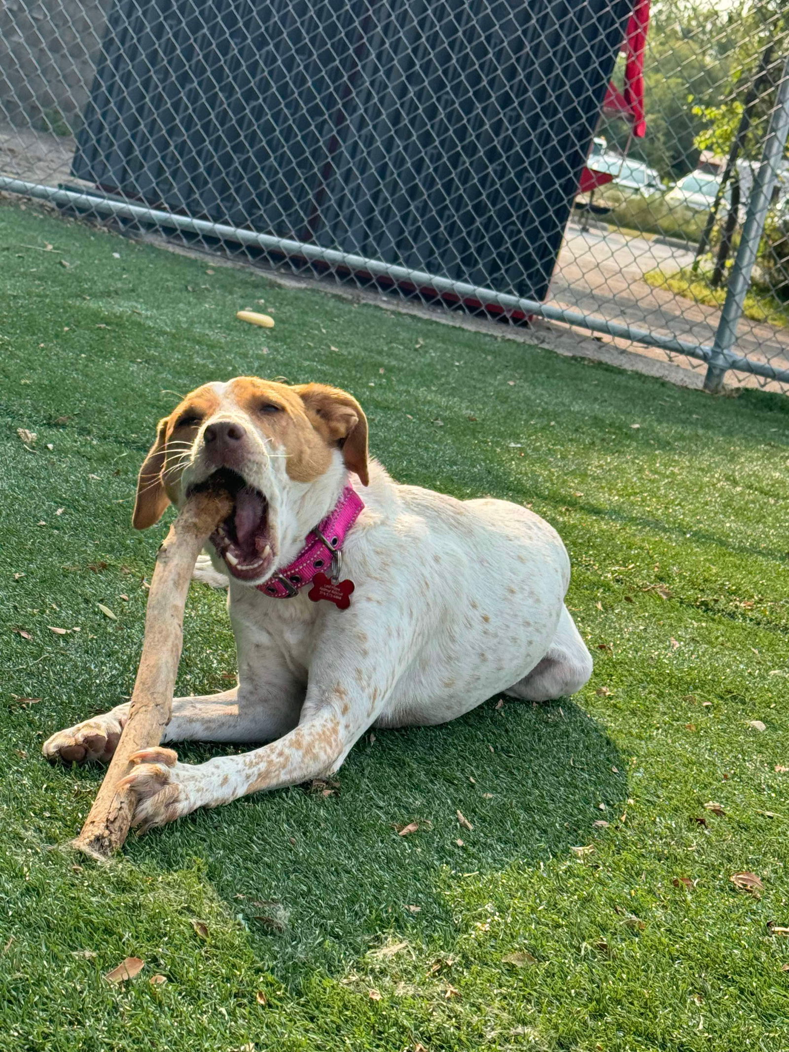 Billie, an adoptable Labrador Retriever, Australian Cattle Dog / Blue Heeler in Cedar Rapids, IA, 52405 | Photo Image 2