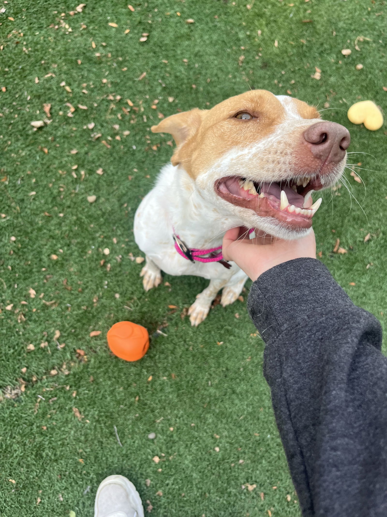 Billie, an adoptable Labrador Retriever, Australian Cattle Dog / Blue Heeler in Cedar Rapids, IA, 52405 | Photo Image 3