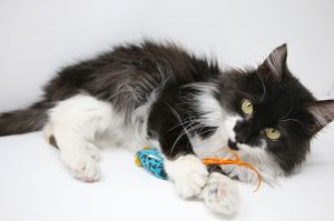Paul Domestic Medium Hair Cat