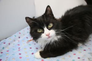 Suni Domestic Medium Hair Cat