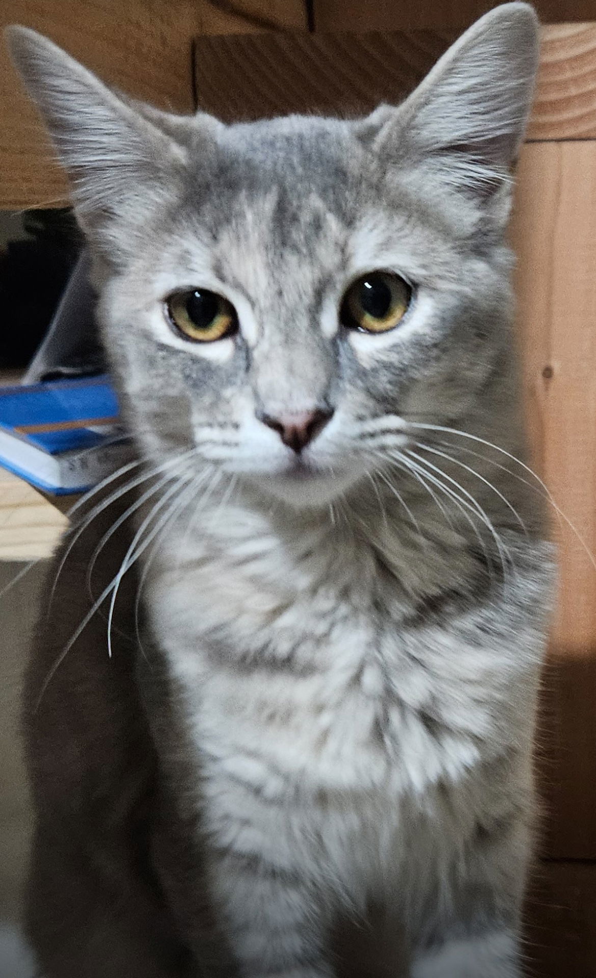 Minerva