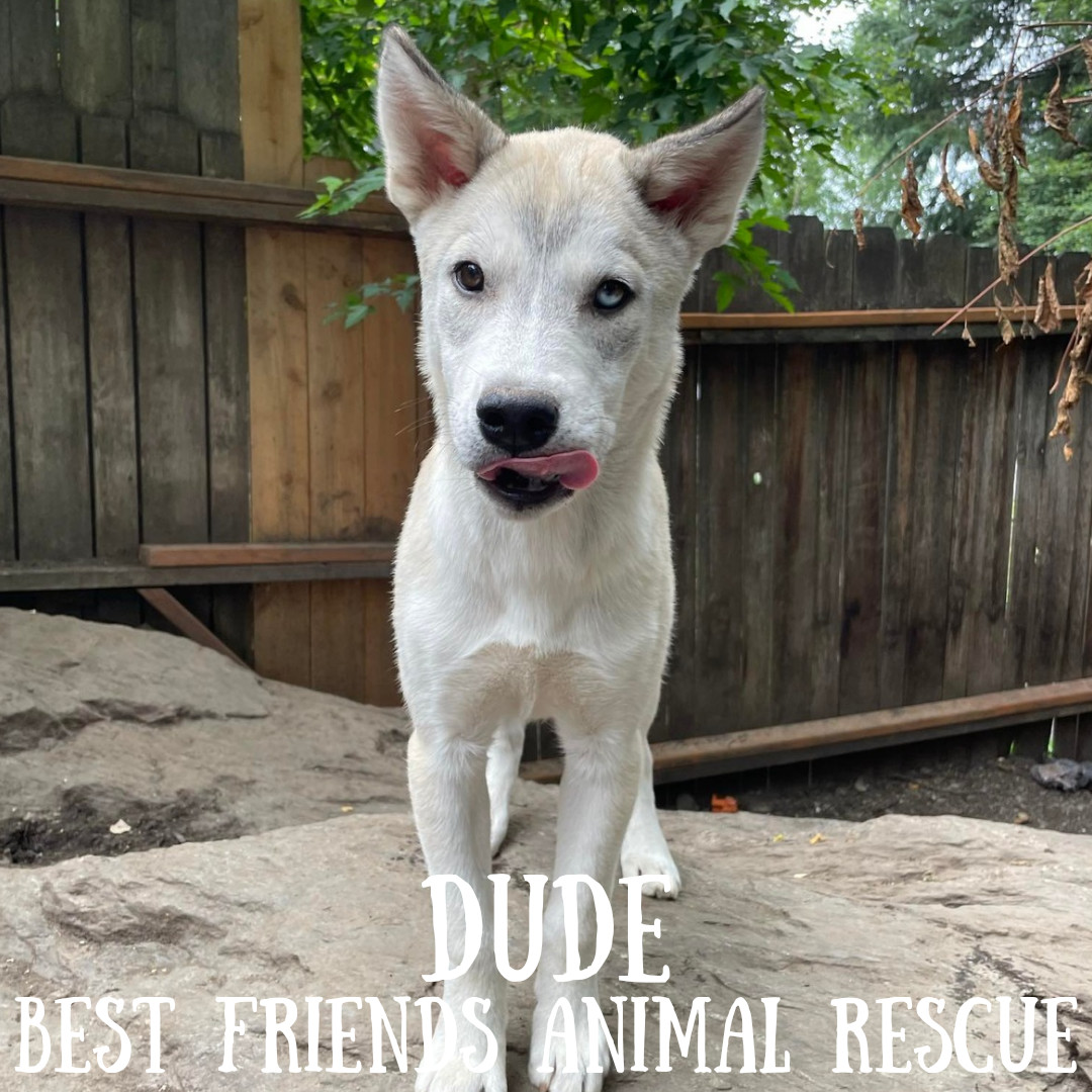 Dude, an adoptable Husky in Wasilla, AK, 99654 | Photo Image 1