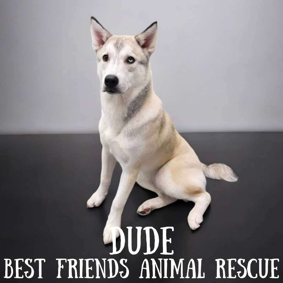 Dude, an adoptable Husky in Wasilla, AK, 99654 | Photo Image 2