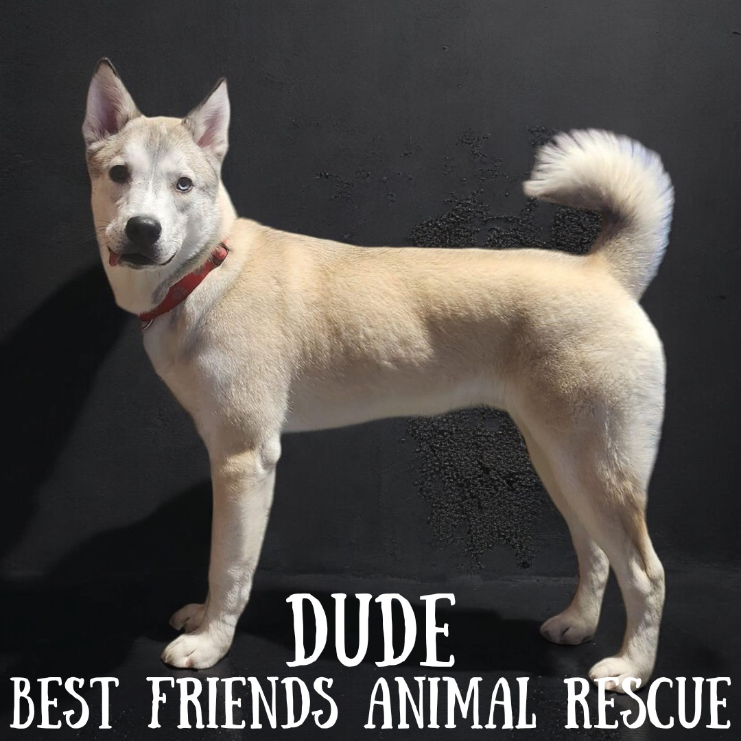 Dude, an adoptable Husky in Wasilla, AK, 99654 | Photo Image 3